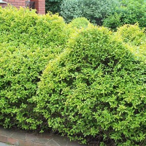 Саженец бирючины Японской