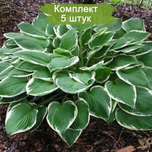 Саженцы хосты гибридной Франсе (France) -  комплект 5 шт.