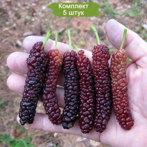 Саженцы шелковицы плакучей Китайской длинноплодной -  комплект 5 шт.