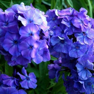 Саженец флокса метельчатего Блу Бой (Blue Boy)