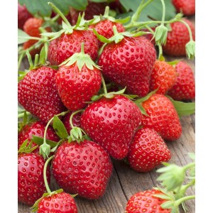 Саженец ремонтантной клубники Мара де Буа (Ранняя)