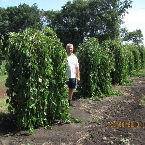 Саженец шелковицы (тутовника) Плакучей черной