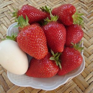 Саженец земляники Альба (Ранняя)