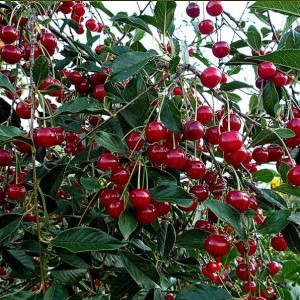 Вишня Обильная