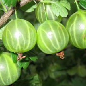 Саженец крыжовника Слабошиповатый