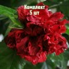 Комплект 5шт / Гибискус махровый Гамбург
